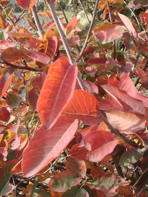 Amelanchier lamarckii feuille automne